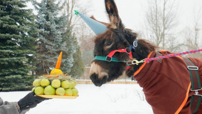 Упрямая звездочка Ленинградского зоопарка: ослику Бурашку исполнилось два года