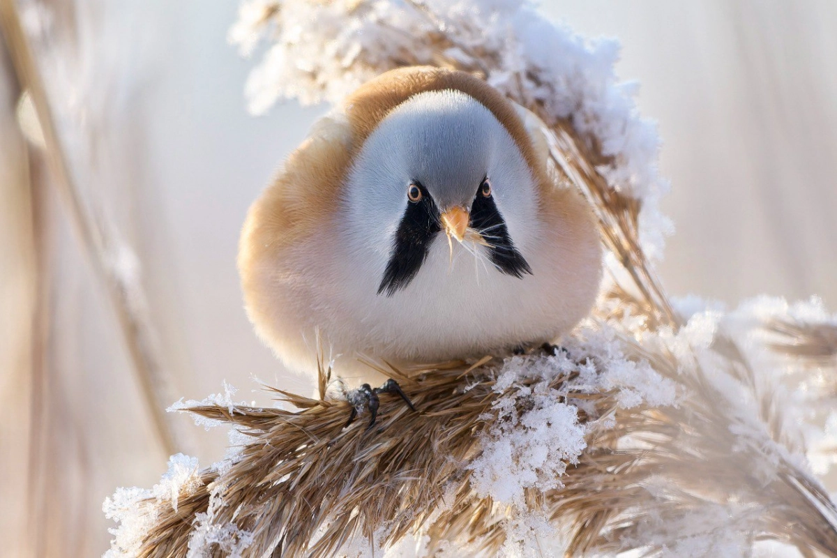 Усатую синицу из Красной книги заметили в Петербурге - tvspb.ru