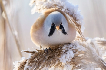 Усатую синицу из Красной книги заметили в Петербурге