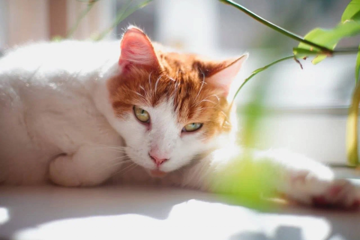 Эрмитажная кошка Анжелина отметила 10-летие службы в Капелле - tvspb.ru