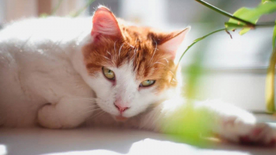 Эрмитажная кошка Анжелина отметила 10-летие службы в Капелле