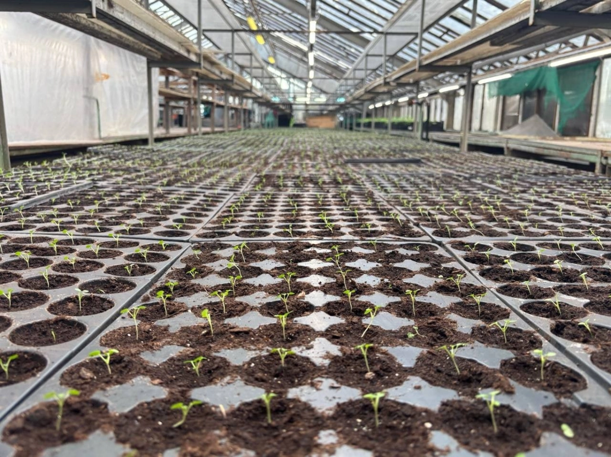 В оранжерее Московского парка Победы взошли семена цветов - tvspb.ru