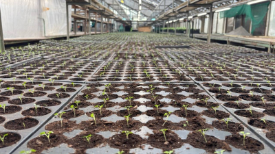 В оранжерее Московского парка Победы взошли семена цветов