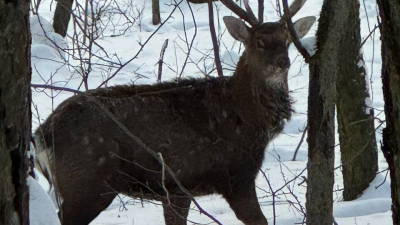В «Лосином острове» запустили ИИ для учета диких животных