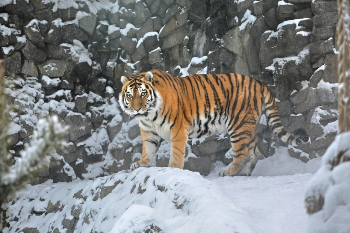 Амурского тигра Амадея временно скрыли от посетителей из-за проблем со здоровьем - tvspb.ru