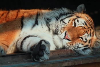 В Ростове завели уголовное дело после того, как тигр вырвался в зрительный зал