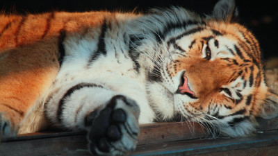 Амурский тигр Амадей скончался в Ленинградском зоопарке
