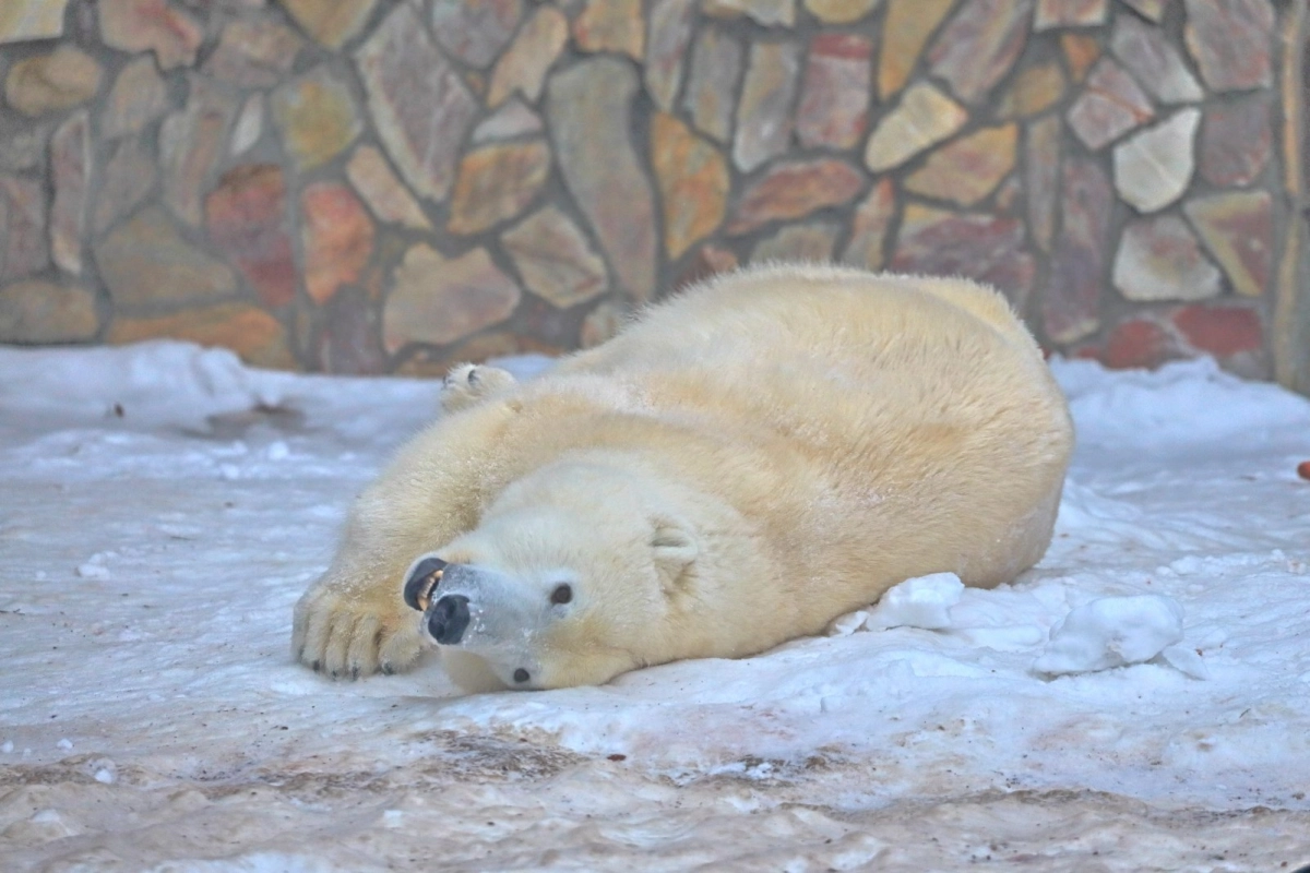 Ленинградский зоопарк покажет «Великолепную Арктику» 28 февраля - tvspb.ru