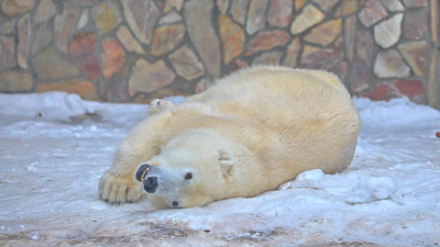 Ленинградский зоопарк покажет «Великолепную Арктику» 28 февраля