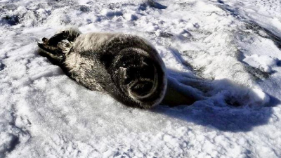 Финский залив и Ладогу затягивает льдом: нерпы смогут спокойно размножаться