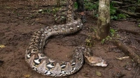 В Индонезии обнаружили самую длинную змею в мире весом почти в центнер