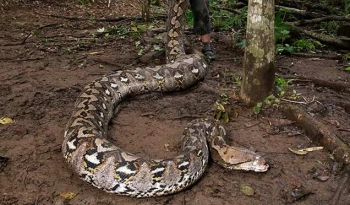 В Индонезии обнаружили самую длинную змею в мире весом почти в центнер