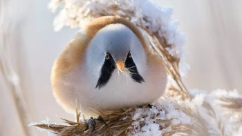 В Петербурге появилась усатая синица, которая вовсе не синица