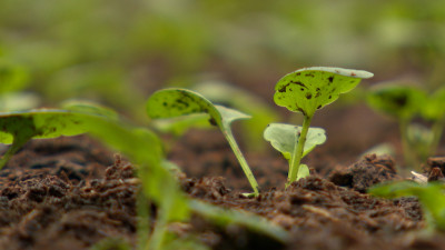 Весна просыпается под музыку: в Петербурге для цветочной рассады сыграли Чайковского, Бетховена и Гайдна