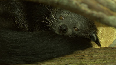 Ленинградский зоопарк за год посетили более миллиона человек