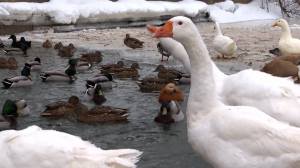 Птичий двор: как в Приморском парке Победы помогают птицам перезимовать