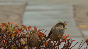 На первый-второй рассчитайся! В Петербурге проходит ежегодная перепись воробьёв