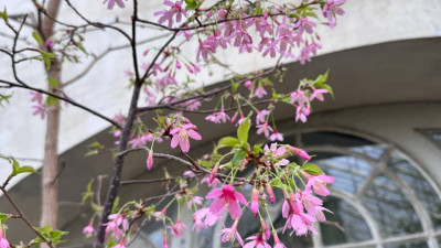 Первые в 2026 году крошки сакуры расцвели в Японском садике