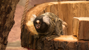 Такой маленький, а уже — игрунка: пополнение в симпатичном и дружном семействе обитателей Ленинградского зоопарка