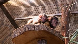 Пополнение в семействе капуцинов в зоопарке