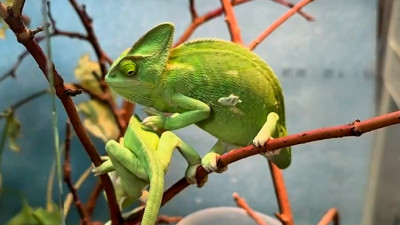 В Ленинградском зоопарке показали детёнышей йеменского хамелеона