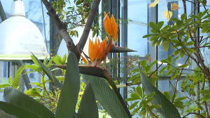 Райские птички: в Ботаническом саду начался сезон цветения Стрелиции королевской