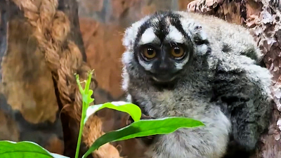 Ночной обезьяне по имени Инок из Ленинградского зоопарка исполнилось 32 года