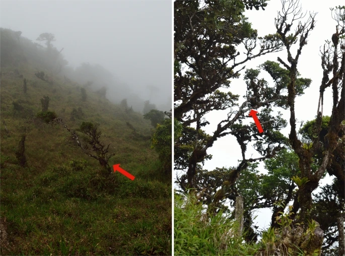 Неизвестное дерево с крошечными листьями нашли в Панаме: оно уже на грани исчезновения - tvspb.ru