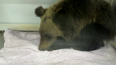 Одинокий гость в баке для пластика: в Иркутске на турбазе нашли истощенного медвежонка без мамы