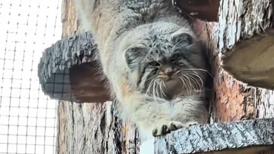 Утро у манула Шу прошло в неприветливом настроении: проснулся, взглянул с презрением и убежал