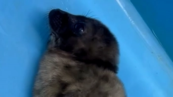 На севере Ладоги спасли ещё одну новорождённую нерпочку