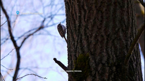 Лесные новости. Весна в петербурге — проснулись гадюки и начали возвращаться перелётные птицы