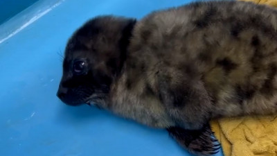 Второго за неделю детеныша нерпы спасли в Ленобласти