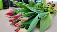 Петербуржцам рассказали, как выбрать цветы идеальной свежести