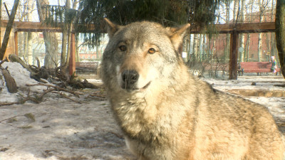 В Ленинградском зоопарке поздравили представительниц прекрасной половины животного мира
