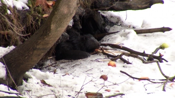 Бобрососедство: как самый большой грызун Европы поселился у дома на Черной речке