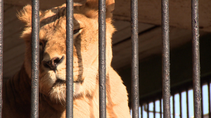 Каникулы в Ленинградском зоопарке