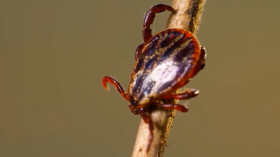 В Ленобласти клещи проснулись от зимней спячки: врачи рассказали, как уберечь себя от опасности