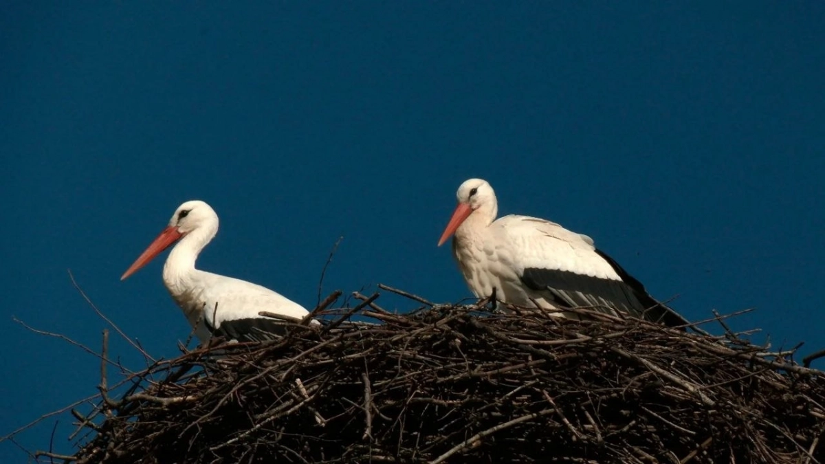 Первые аисты прилетели в Ленобласть - tvspb.ru