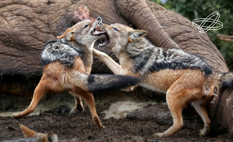 В Сибири появился новый крупный чужеродный хищник - tvspb.ru