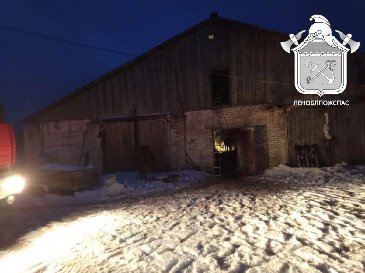 В пожаре на ферме в Ленобласти погибли 50 животных - tvspb.ru