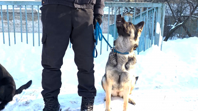 Работают четвероногие сотрудники: в Петербурге проверили подготовку служебных собак Росгвардии