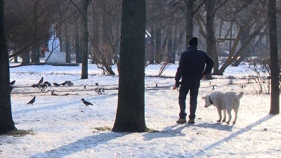Владельцам собак из Петербурга напомнили о правилах выгула питомцев и возможных штрафах
