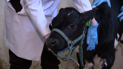 Как петербургские ветеринары вывели идеального телёнка из пробирки