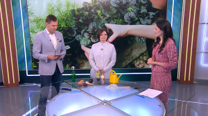 Огород на подоконнике — свежая зелень всегда под рукой: что выращиваем и по каким правилам