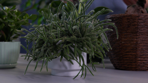 Сигнализируют листочками: как распознать заболевания комнатных растений и помочь им выздороветь