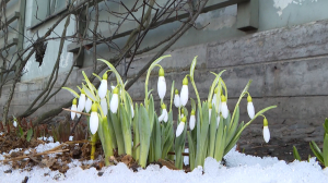 Весна в большом городе: первыми подснежниками можно полюбоваться в Летнем саду