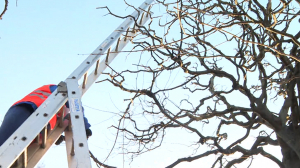 Модная стрижка к весне: на площади Победы начались работы по формовочной обрезке лип