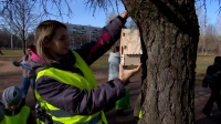 Жилье для пернатых: школьники развесили скворечники в Полюстровском парке
