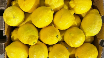 В Петербурге развернули более 48 тонн цитрусовых из Марокко